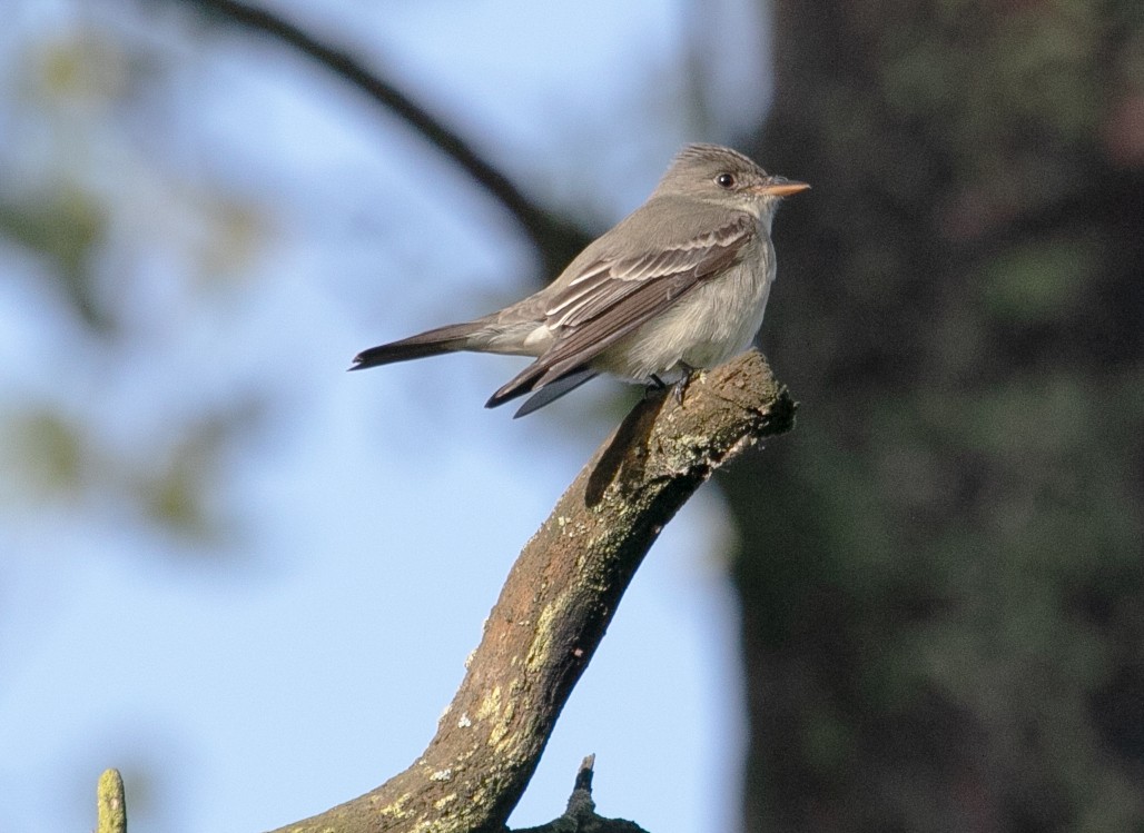 Eastern Wood-Pewee - ML636498870