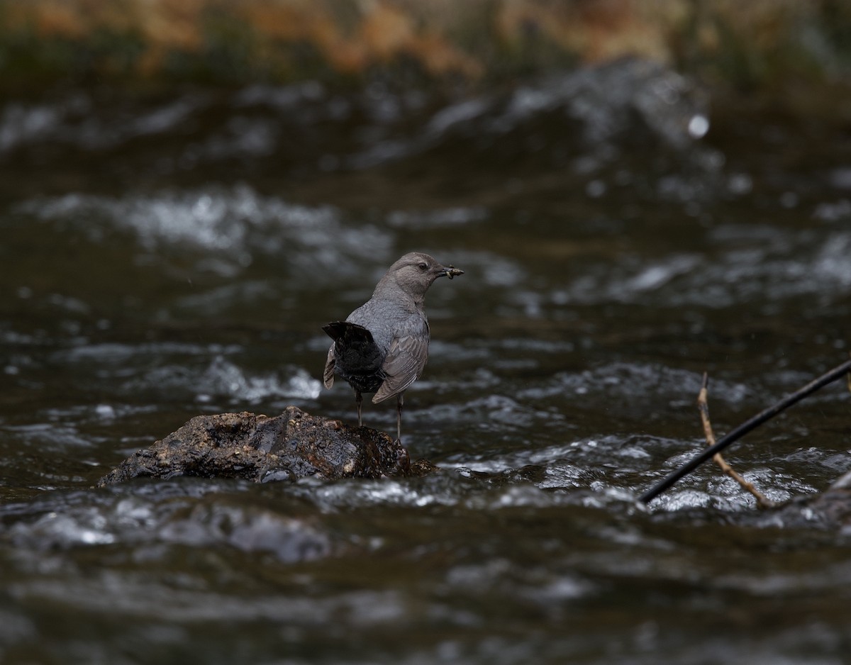 American Dipper - ML636499186