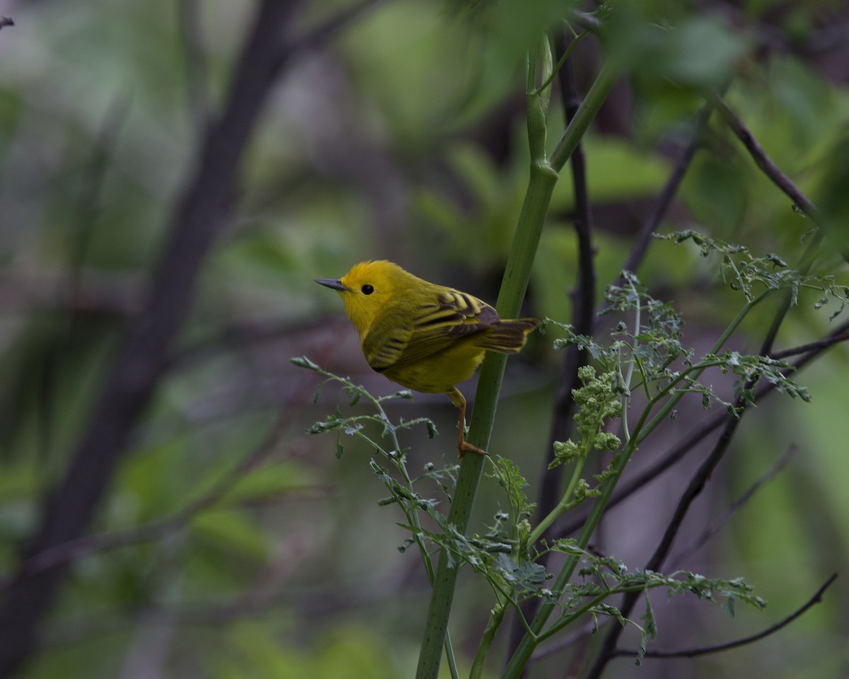 Northern Yellow Warbler - ML636499239