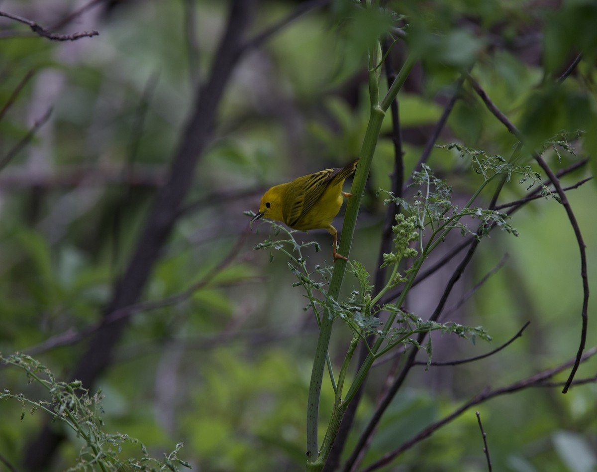 Northern Yellow Warbler - ML636499240