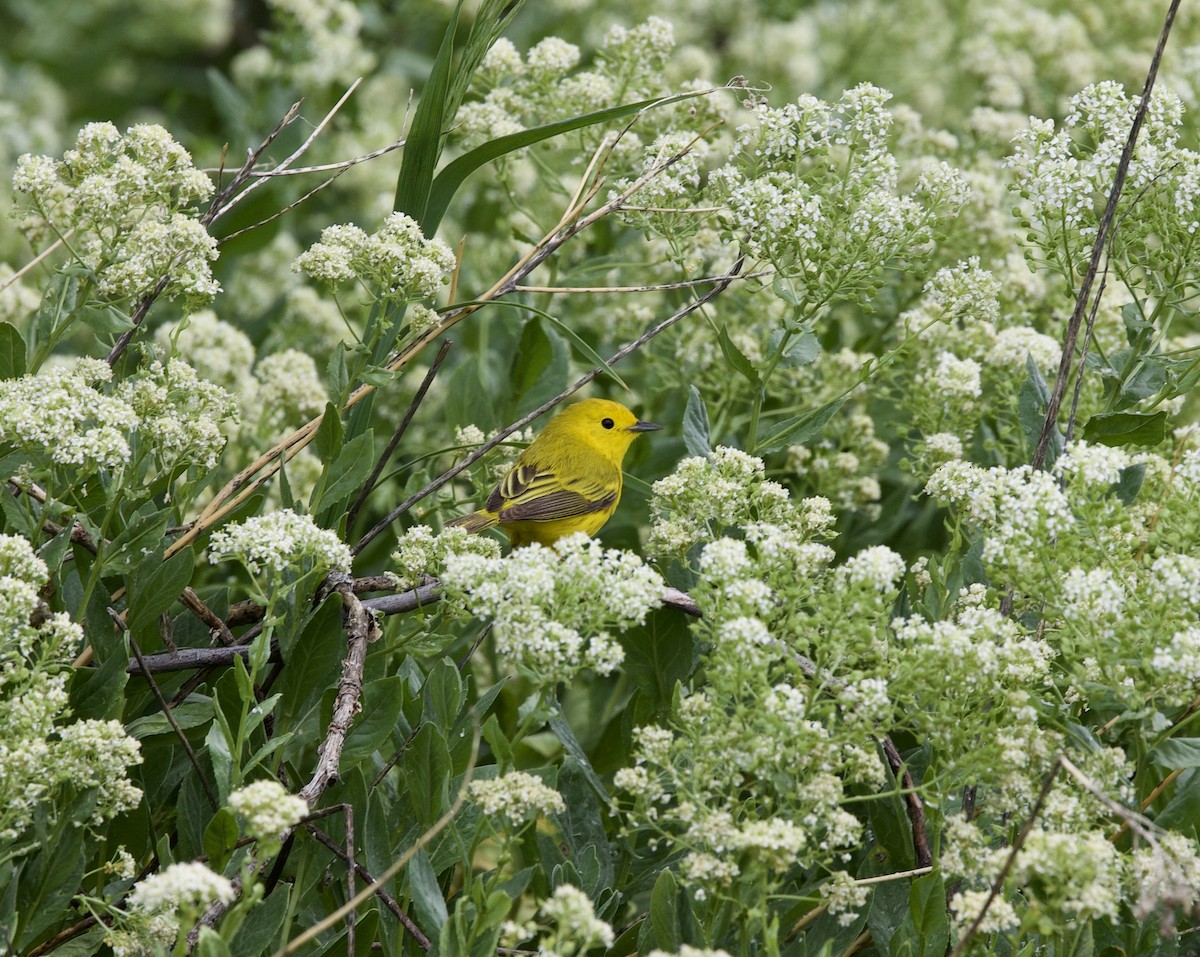 Northern Yellow Warbler - ML636499241