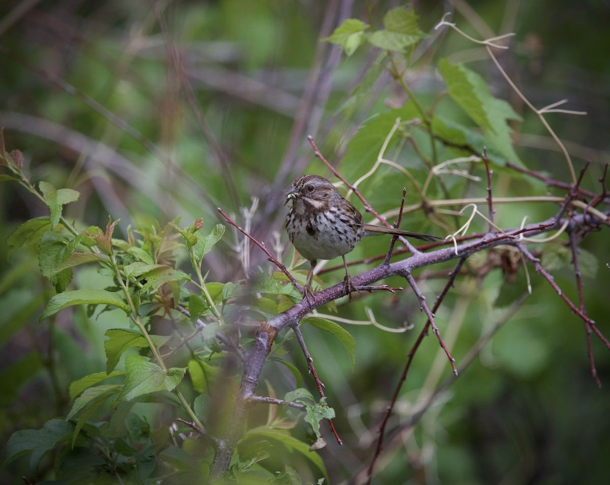 Song Sparrow - ML636499336