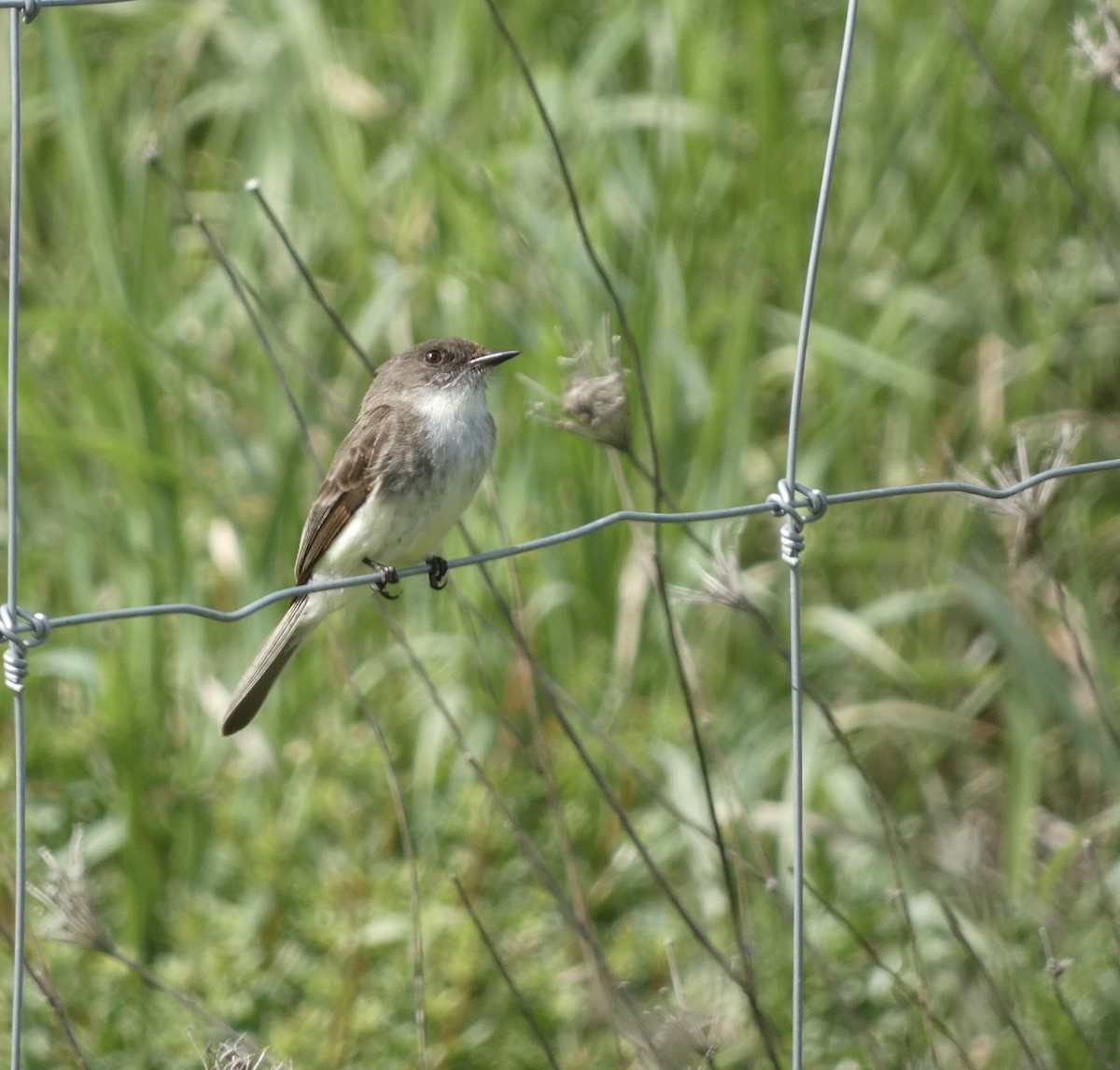 Eastern Phoebe - ML636499473