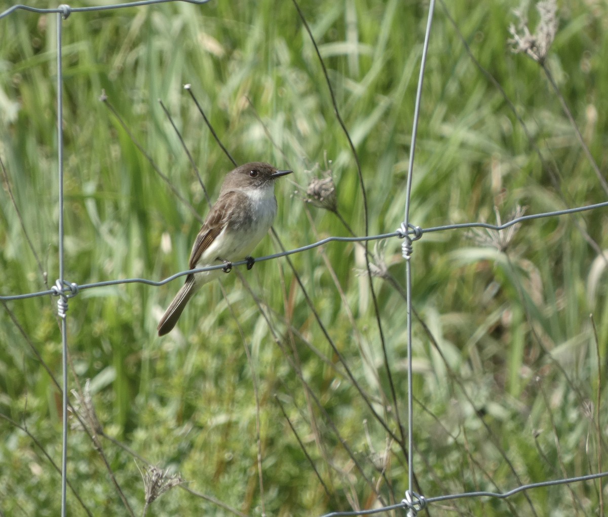 Eastern Phoebe - ML636499474