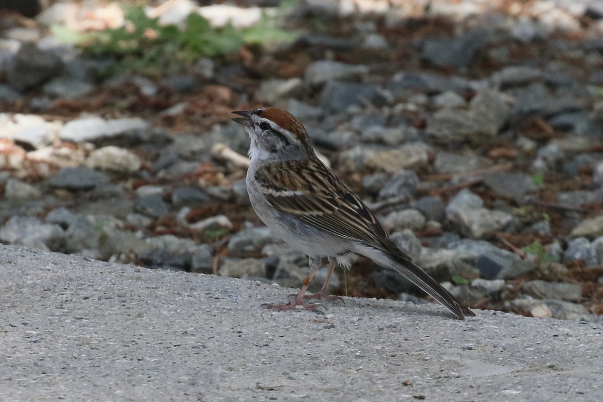 Chipping Sparrow - ML636499552