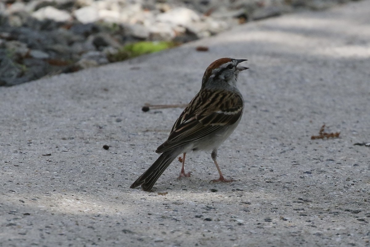Chipping Sparrow - ML636499554