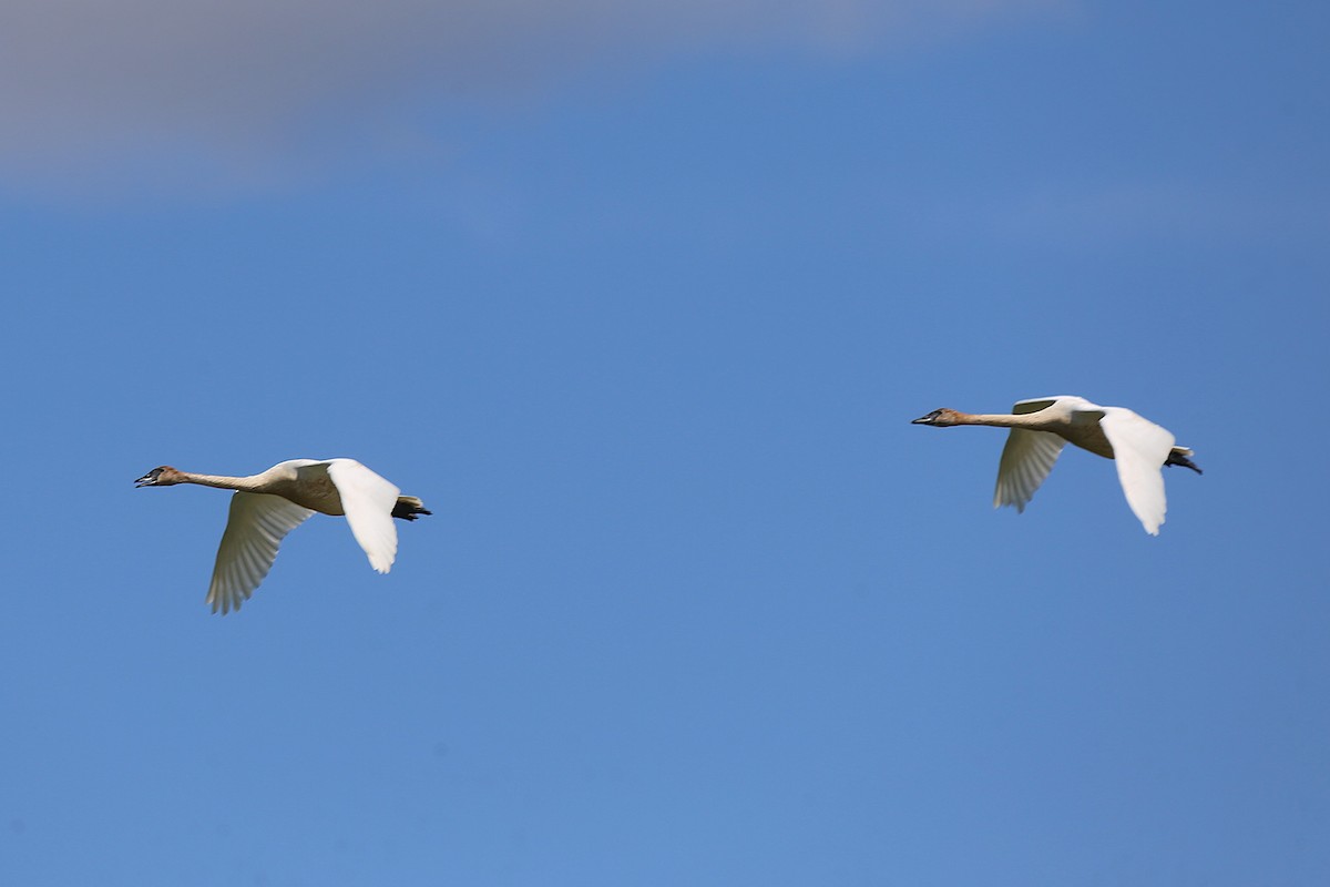 Trumpeter Swan - ML636499569