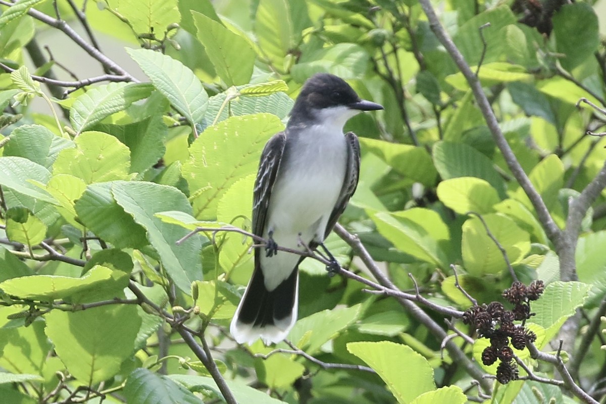 Eastern Kingbird - ML636499734