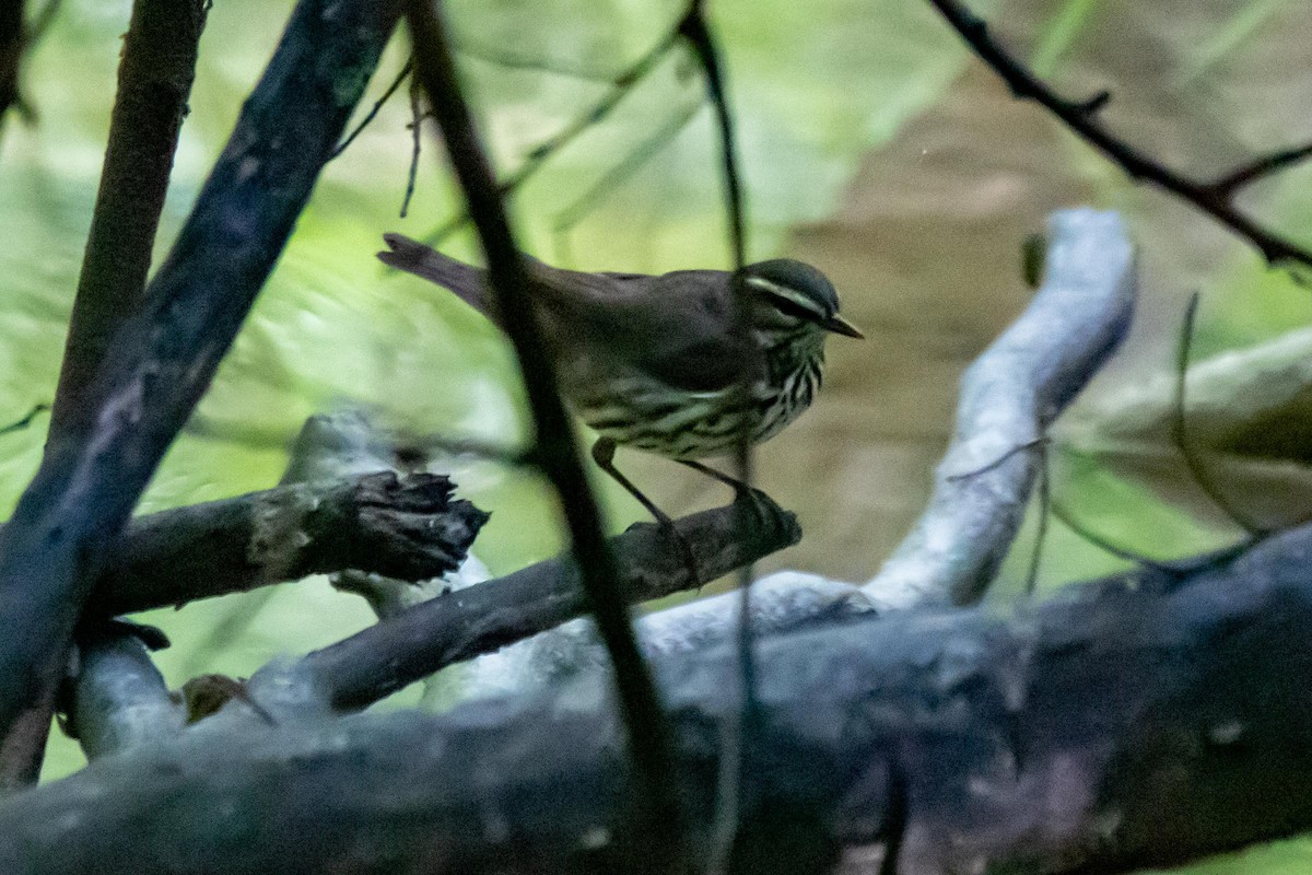 Northern Waterthrush - ML636499768