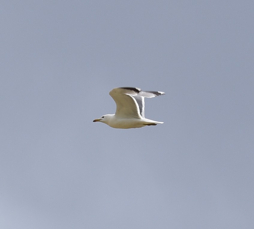 California Gull - ML636499769