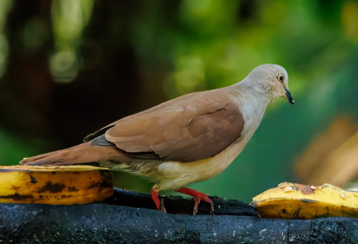 Pallid Dove - ML636499824