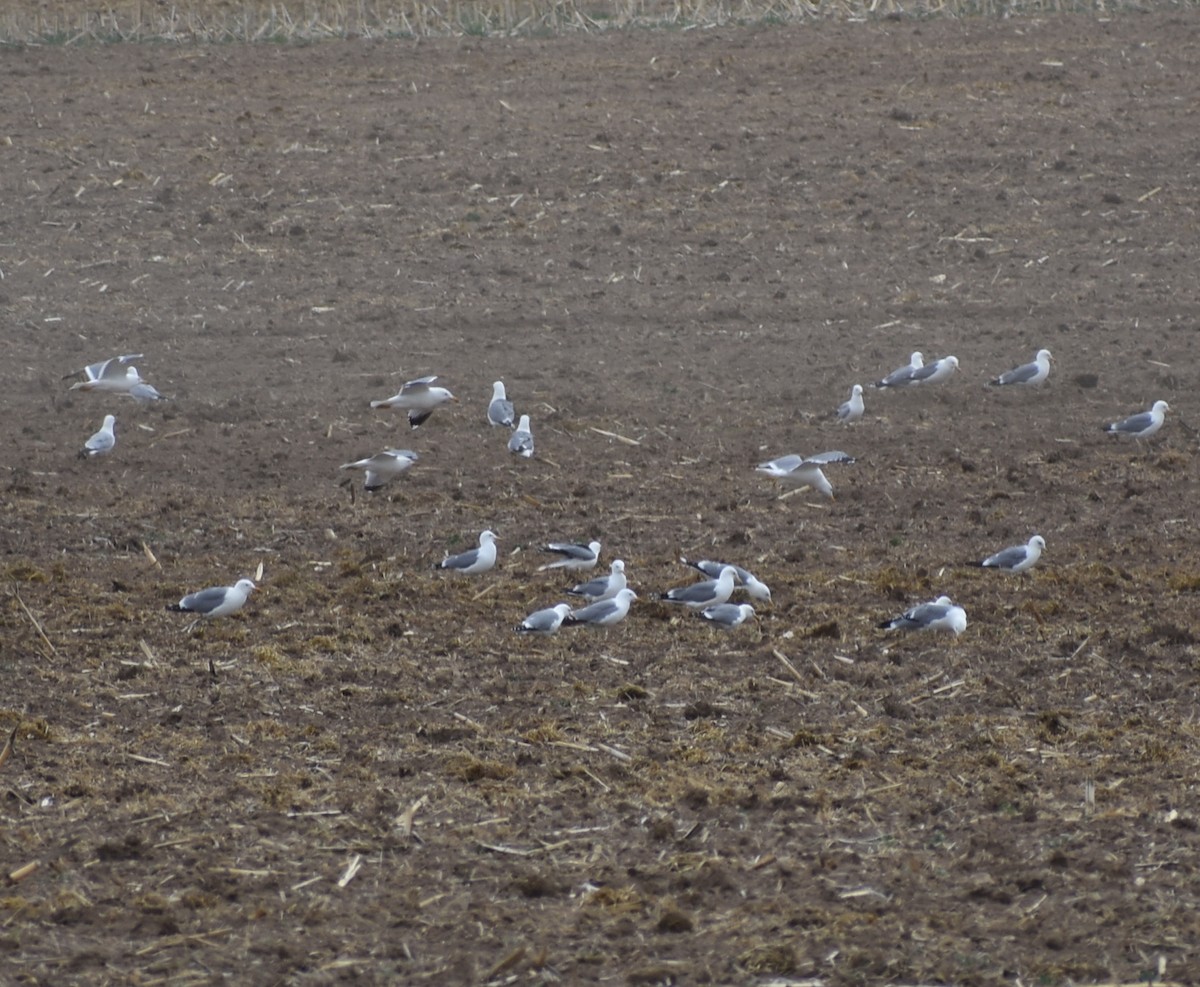 California Gull - ML636499991