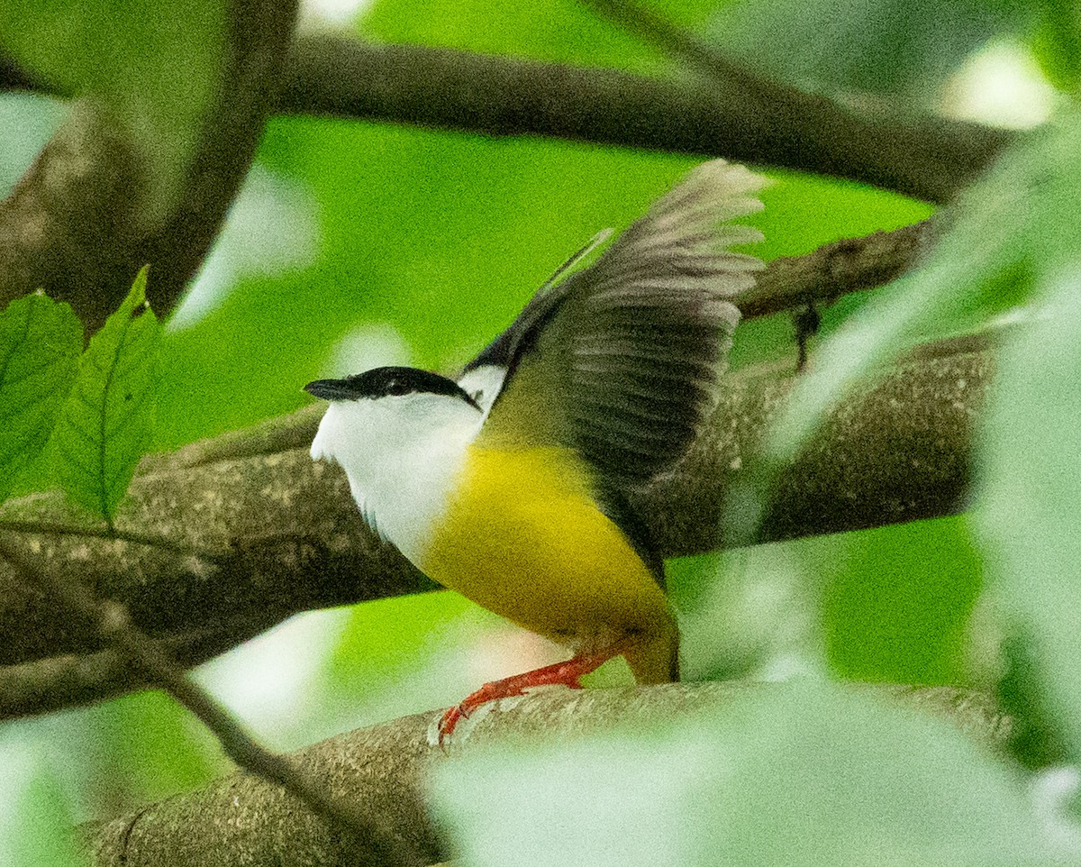 White-collared Manakin - ML636500033
