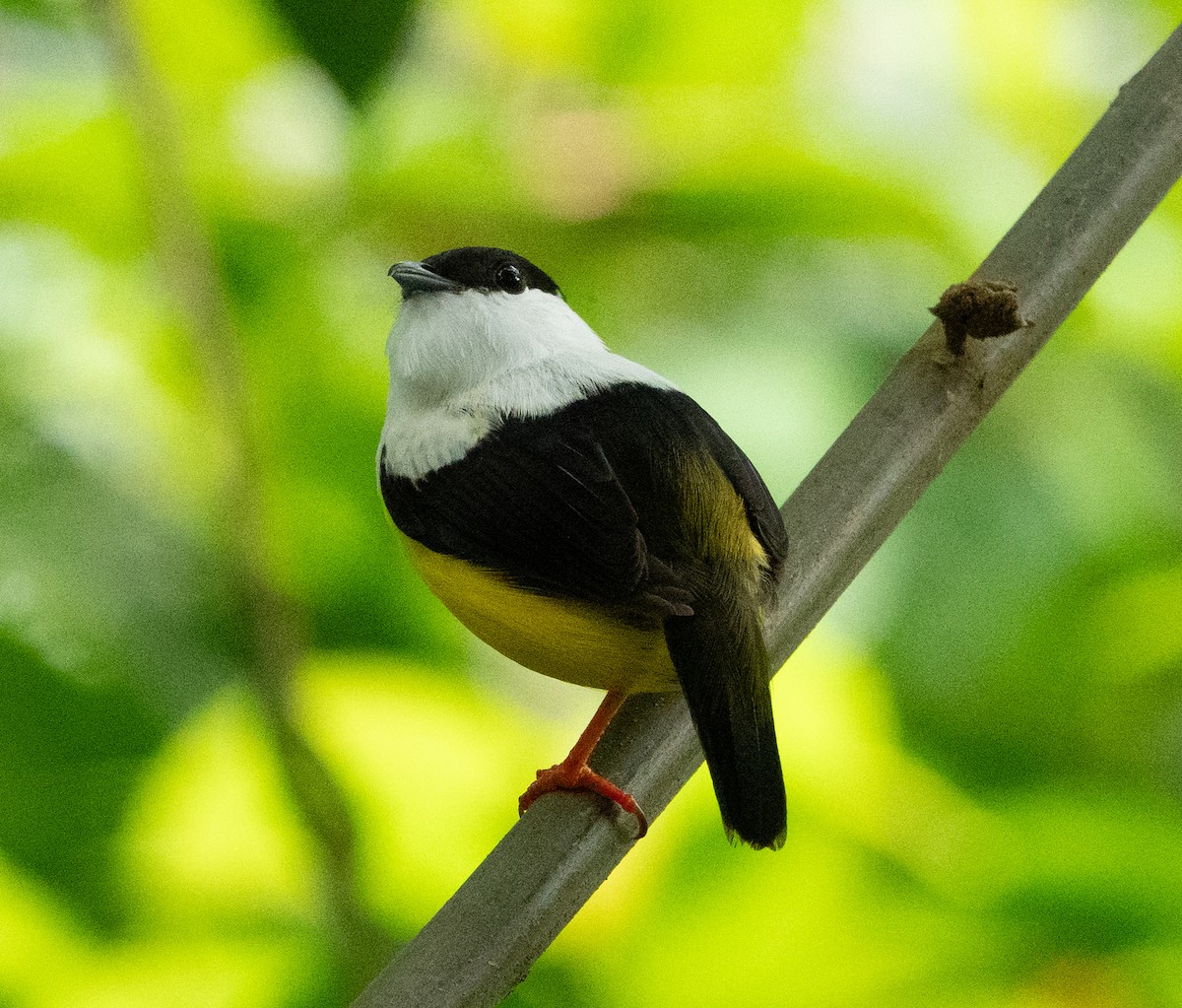 White-collared Manakin - ML636500034