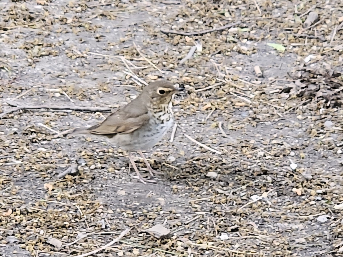 Swainson's Thrush - ML636500141