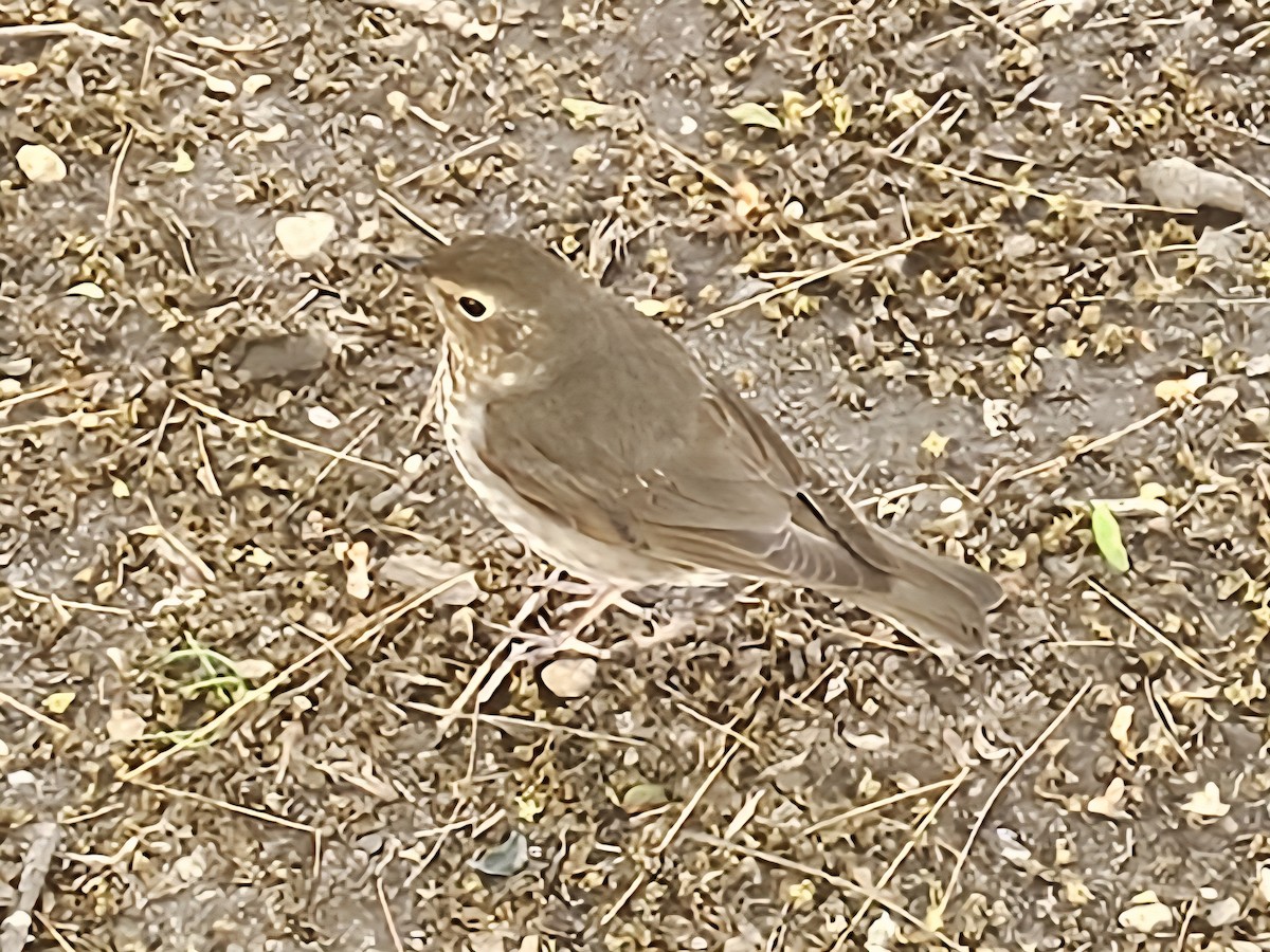 Swainson's Thrush - ML636500142