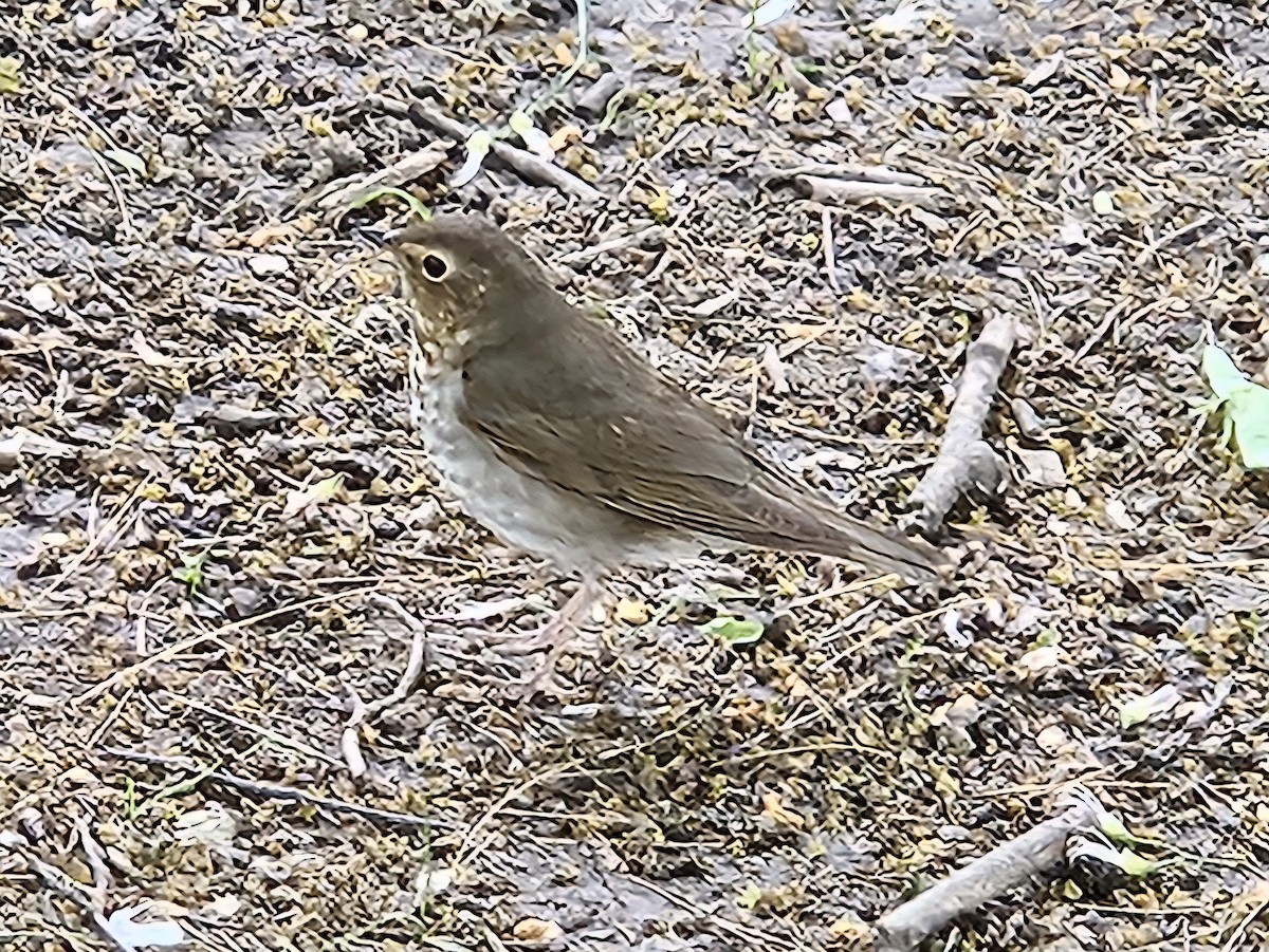 Swainson's Thrush - ML636500144