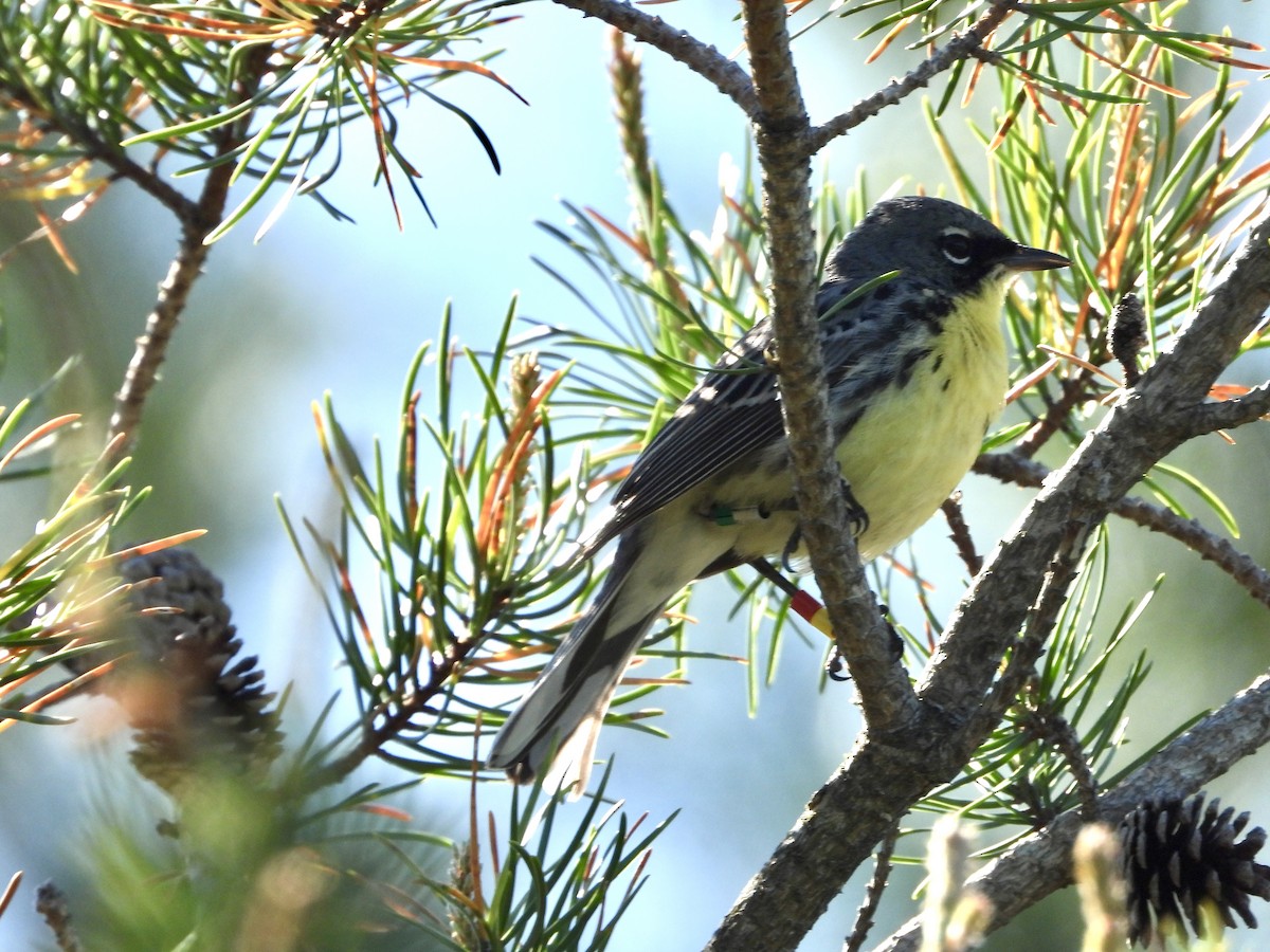 Kirtland's Warbler - ML636500155