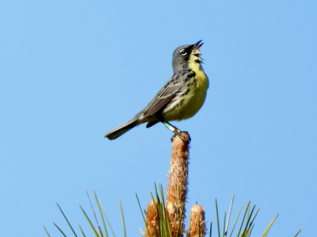 Kirtland's Warbler - ML636500156