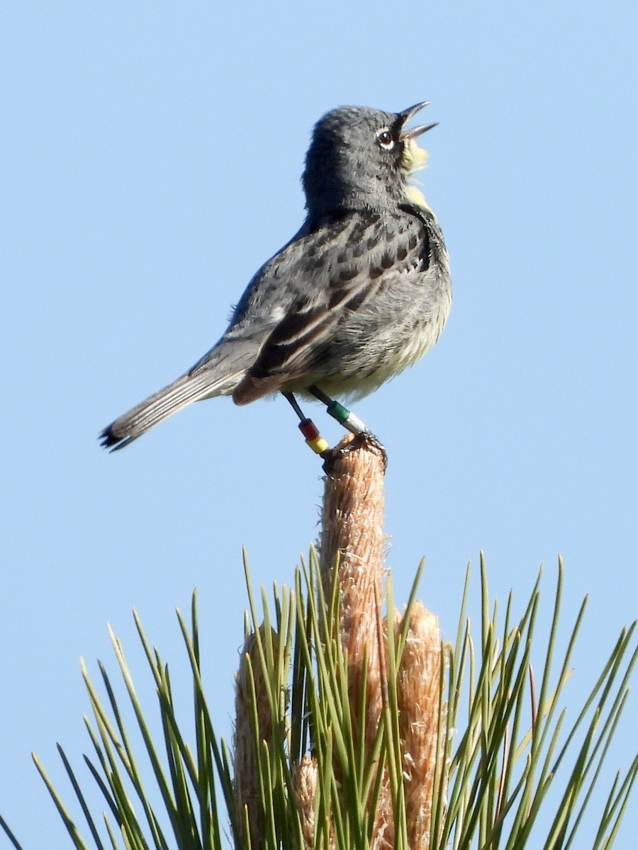 Kirtland's Warbler - ML636500157