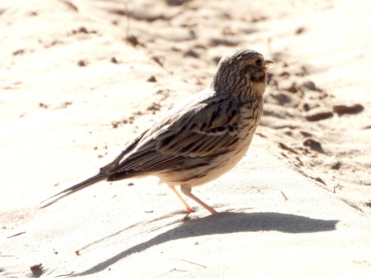 Vesper Sparrow - ML636500330