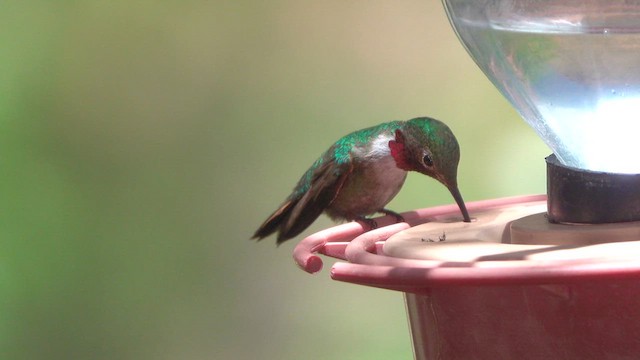 Broad-tailed Hummingbird - ML636500386