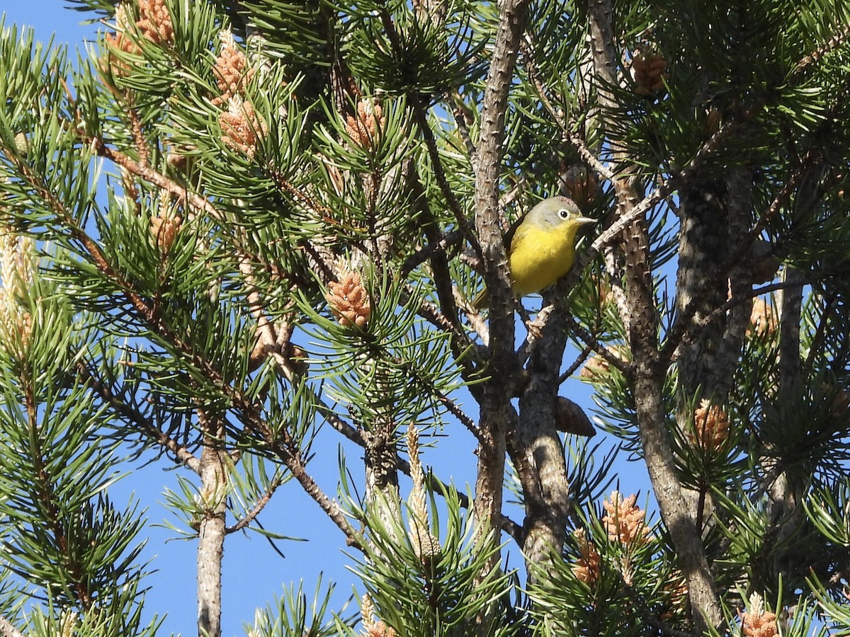 Nashville Warbler - ML636500405