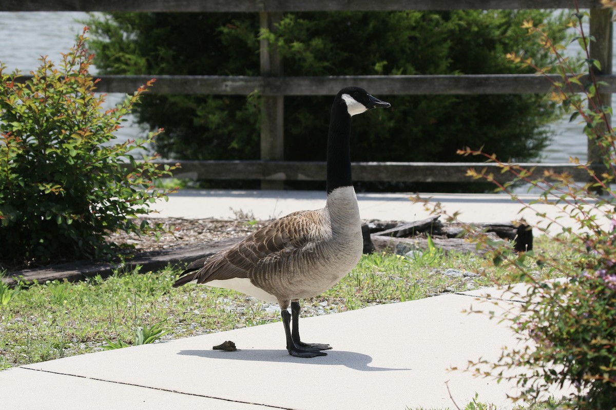 Canada Goose - ML636500547