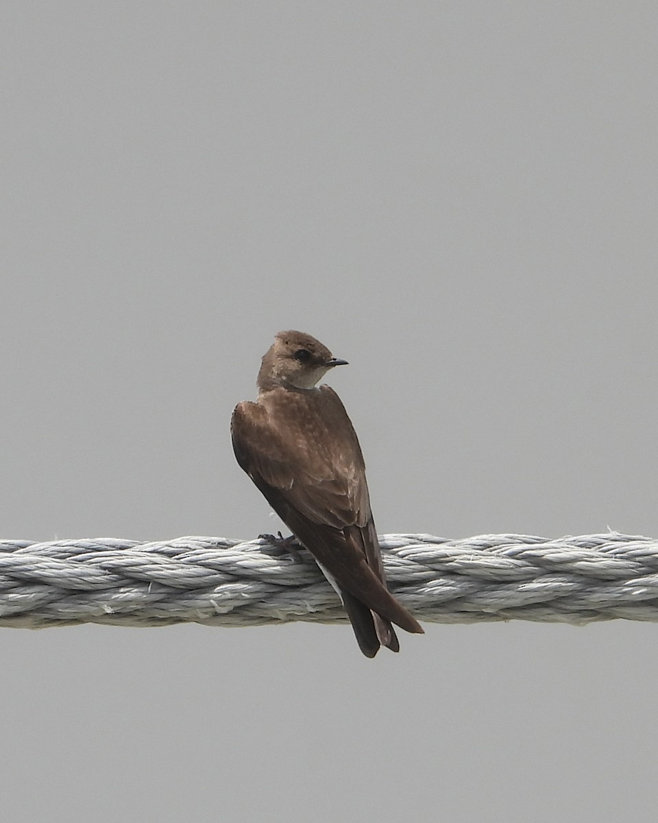 Northern Rough-winged Swallow - ML636500596