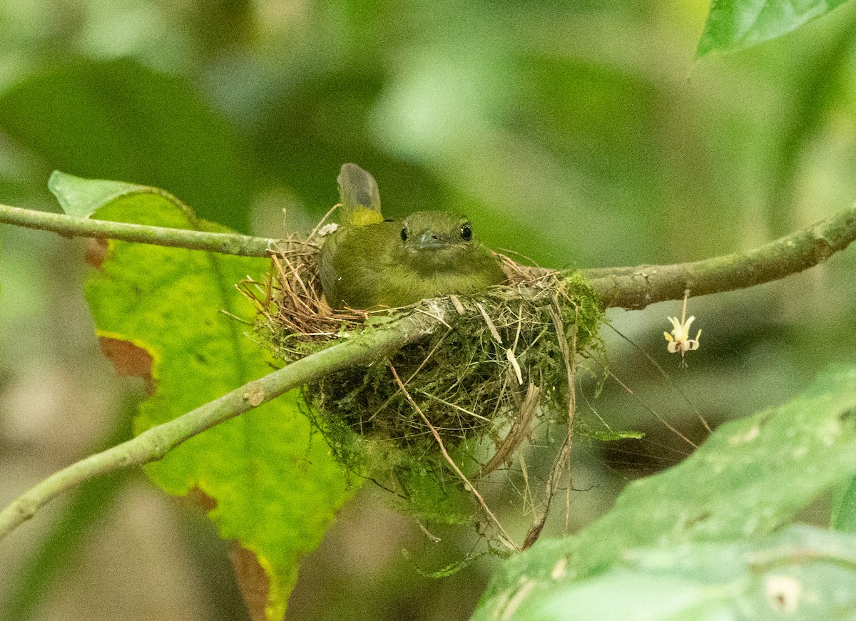 White-collared Manakin - ML636500633