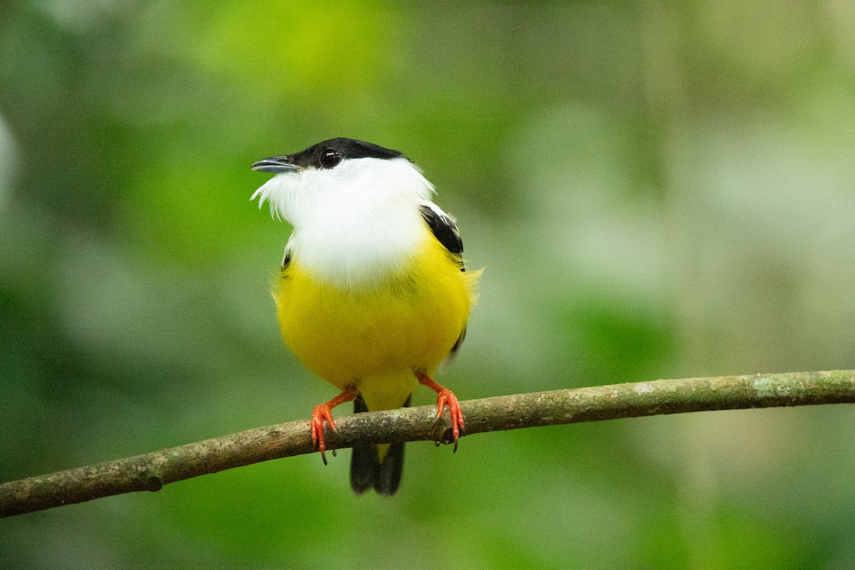 White-collared Manakin - ML636500636