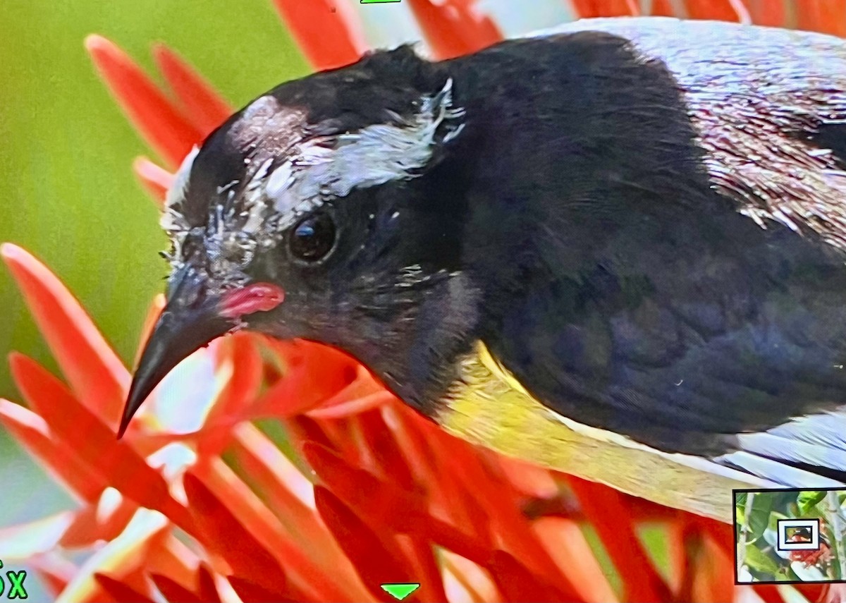 Bananaquit - ML636500675