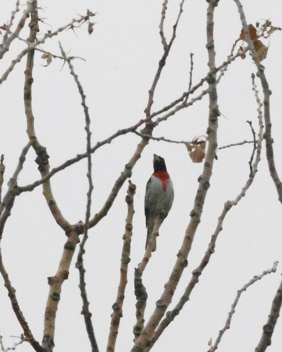 Rose-breasted Grosbeak - ML636500744
