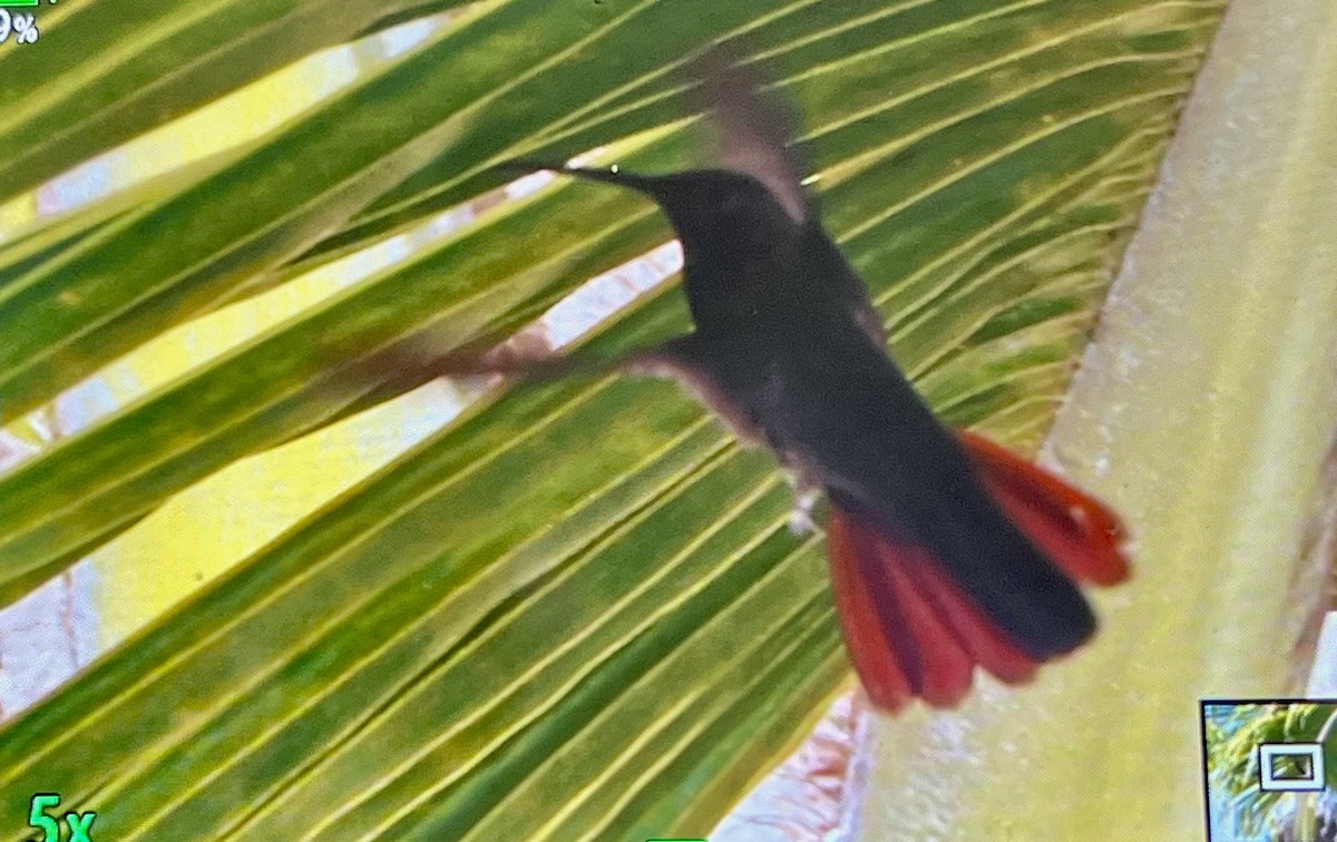 Jamaican Mango - ML636500747