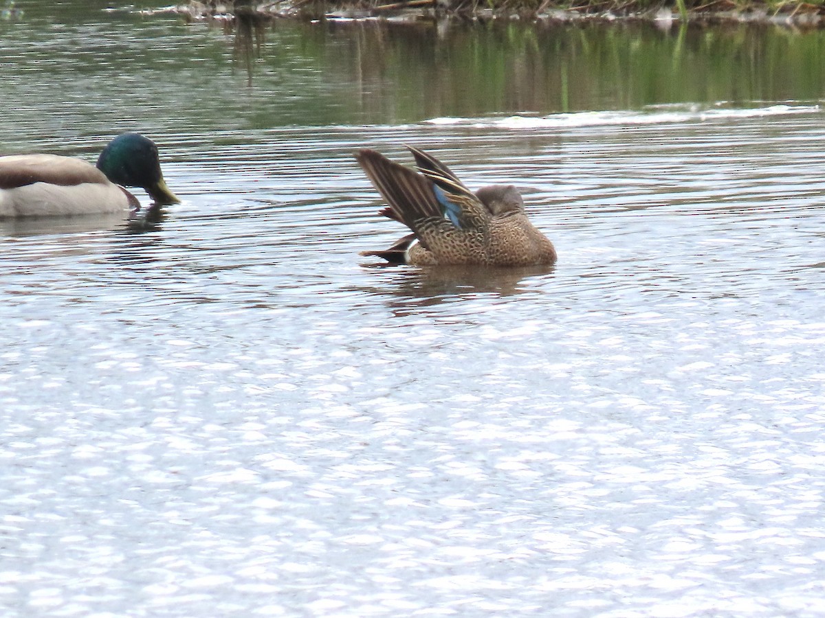 Blue-winged Teal - ML636500947
