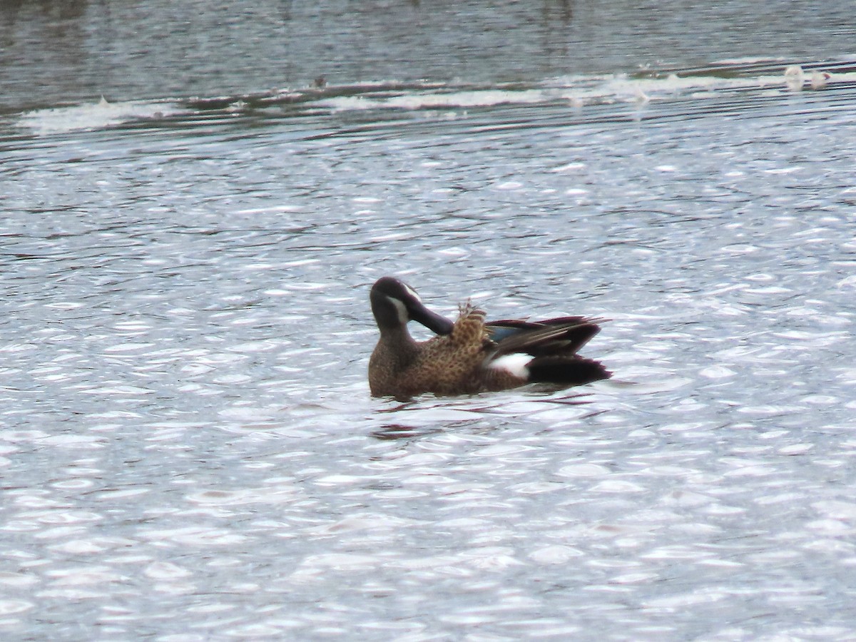 Blue-winged Teal - ML636500976