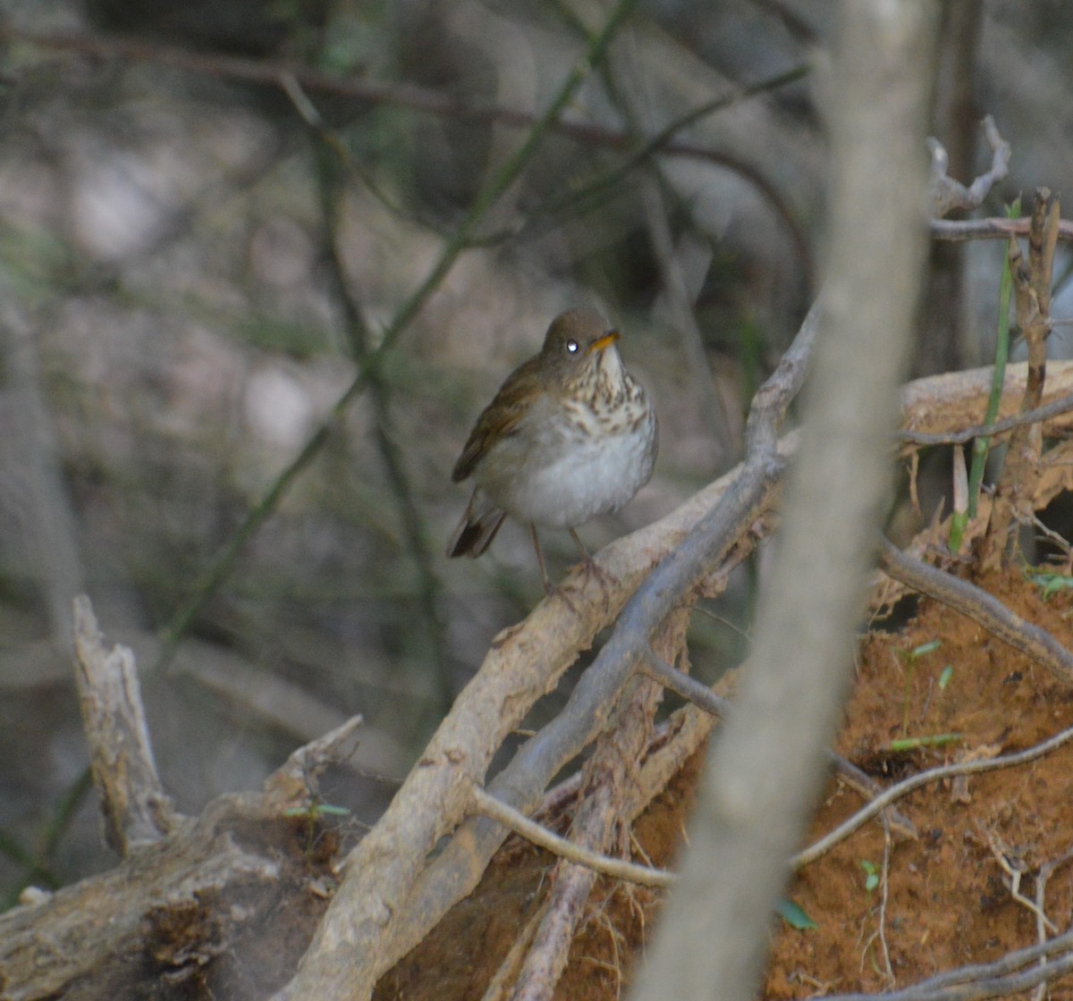 Bicknell's Thrush - ML636501033
