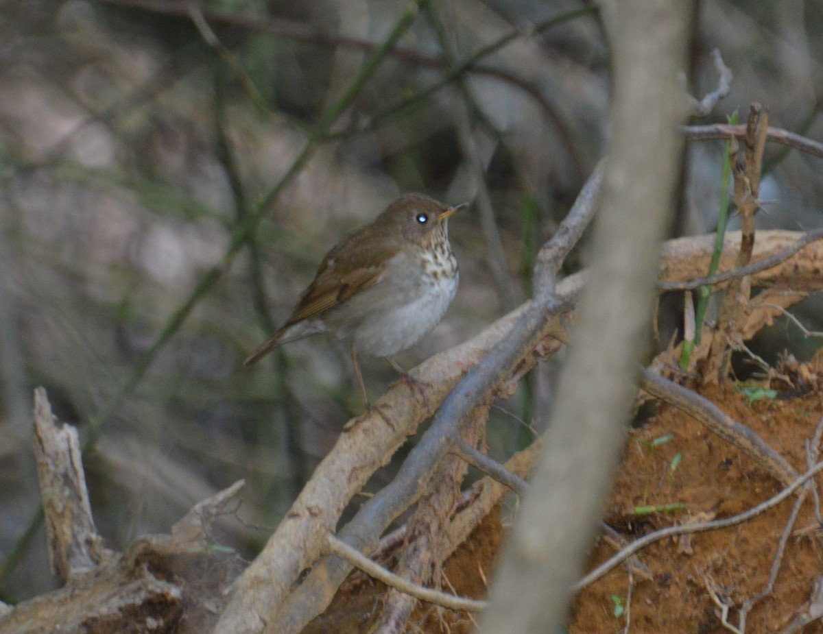 Bicknell's Thrush - ML636501034
