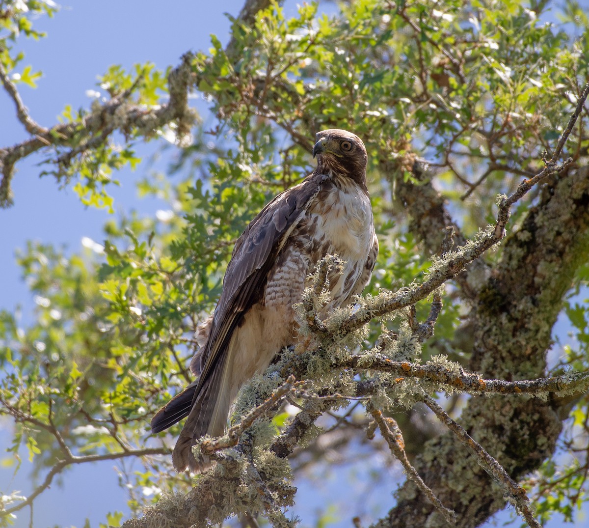 Red-tailed Hawk (calurus/alascensis) - ML636501091