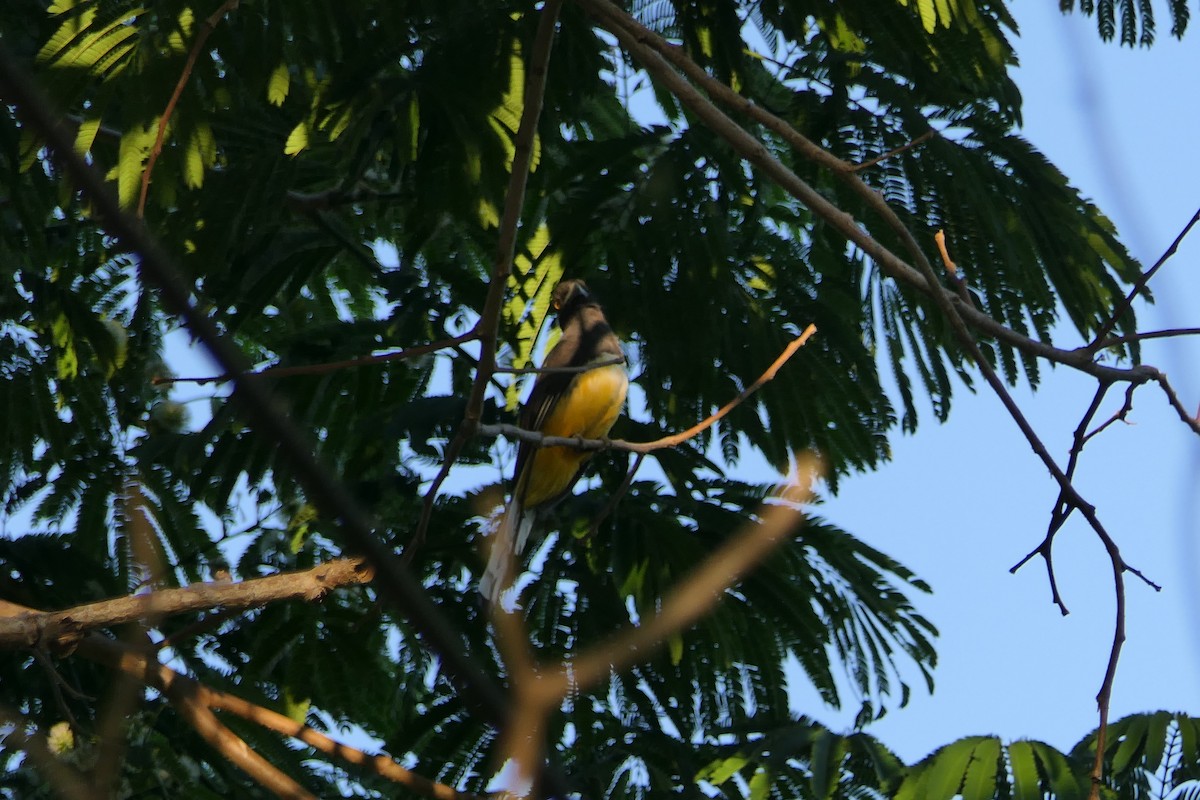 Citreoline Trogon - ML636501150