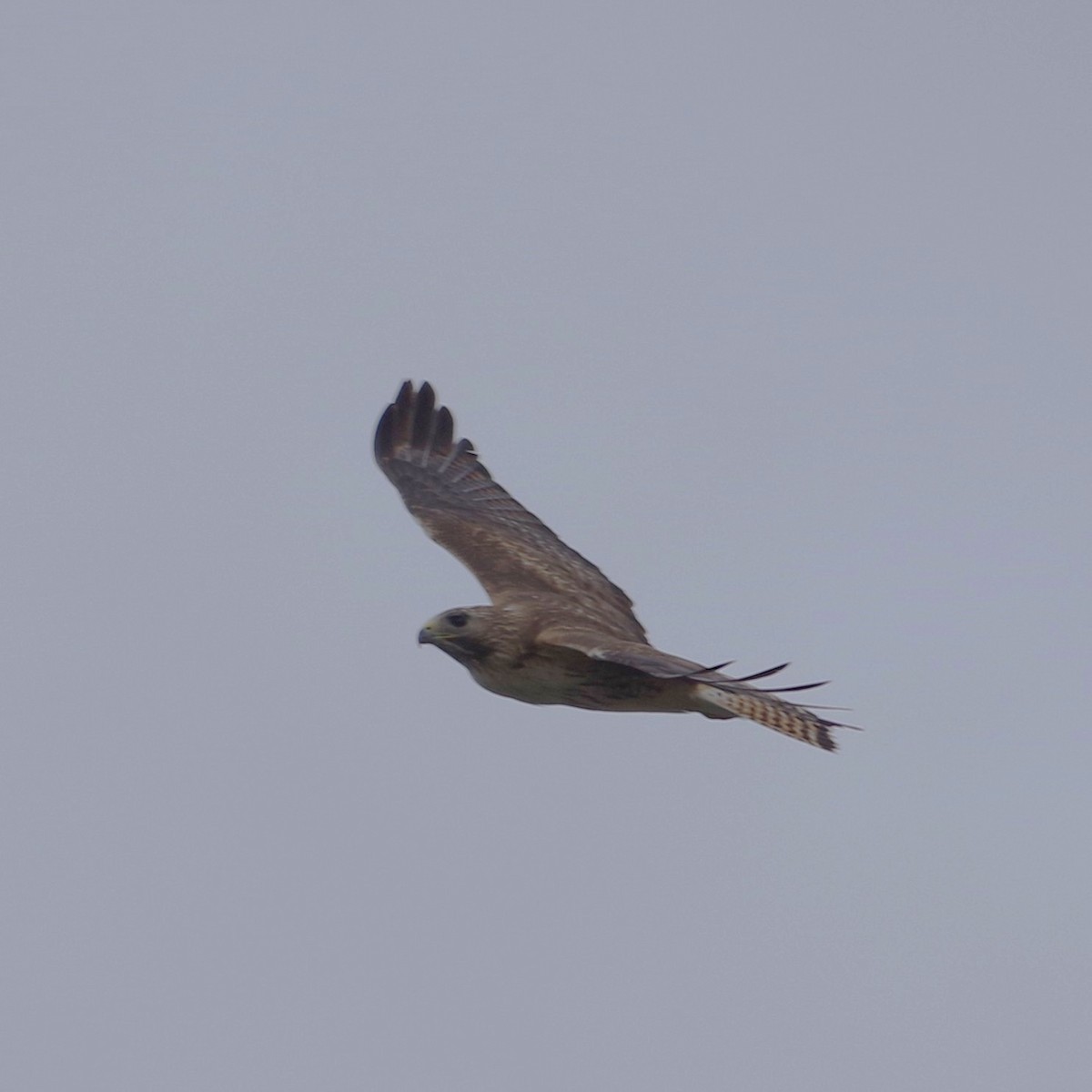 Red-shouldered x Red-tailed Hawk (hybrid) - ML636501156