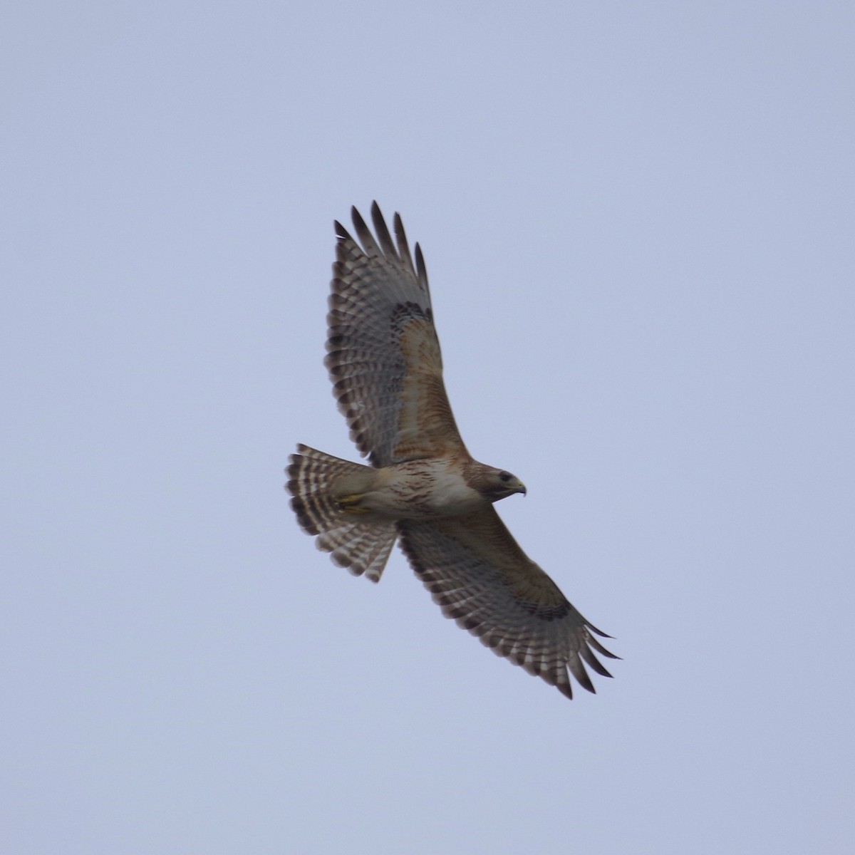 Red-shouldered x Red-tailed Hawk (hybrid) - ML636501157