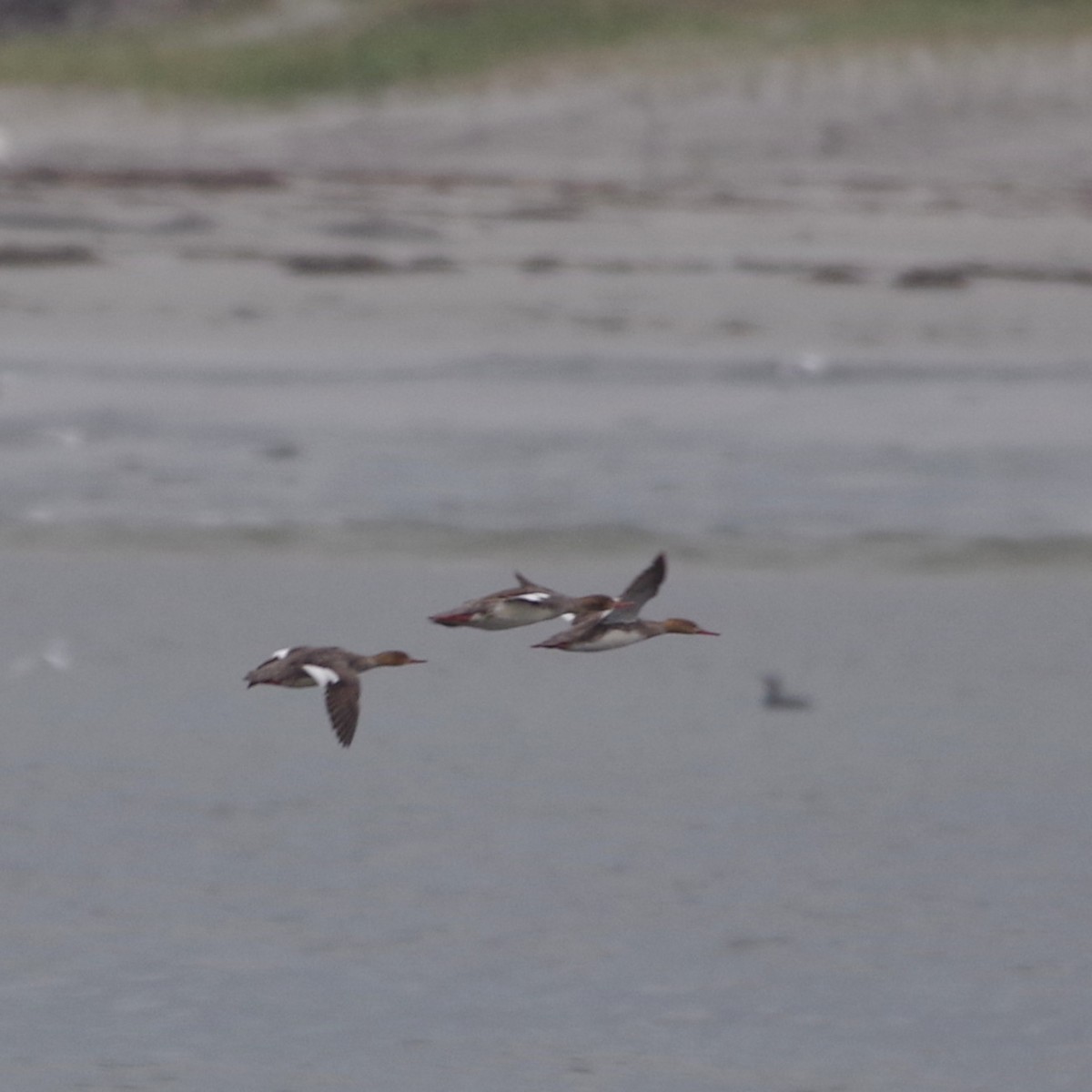 Red-breasted Merganser - ML636501349