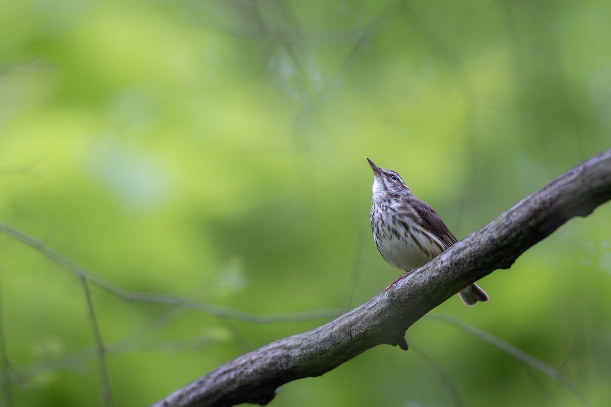 Louisiana Waterthrush - ML636501518