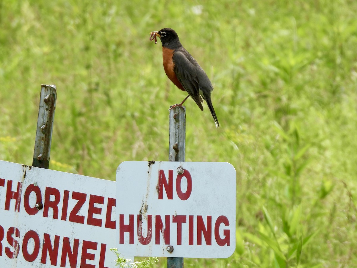 コマツグミ - ML636501599