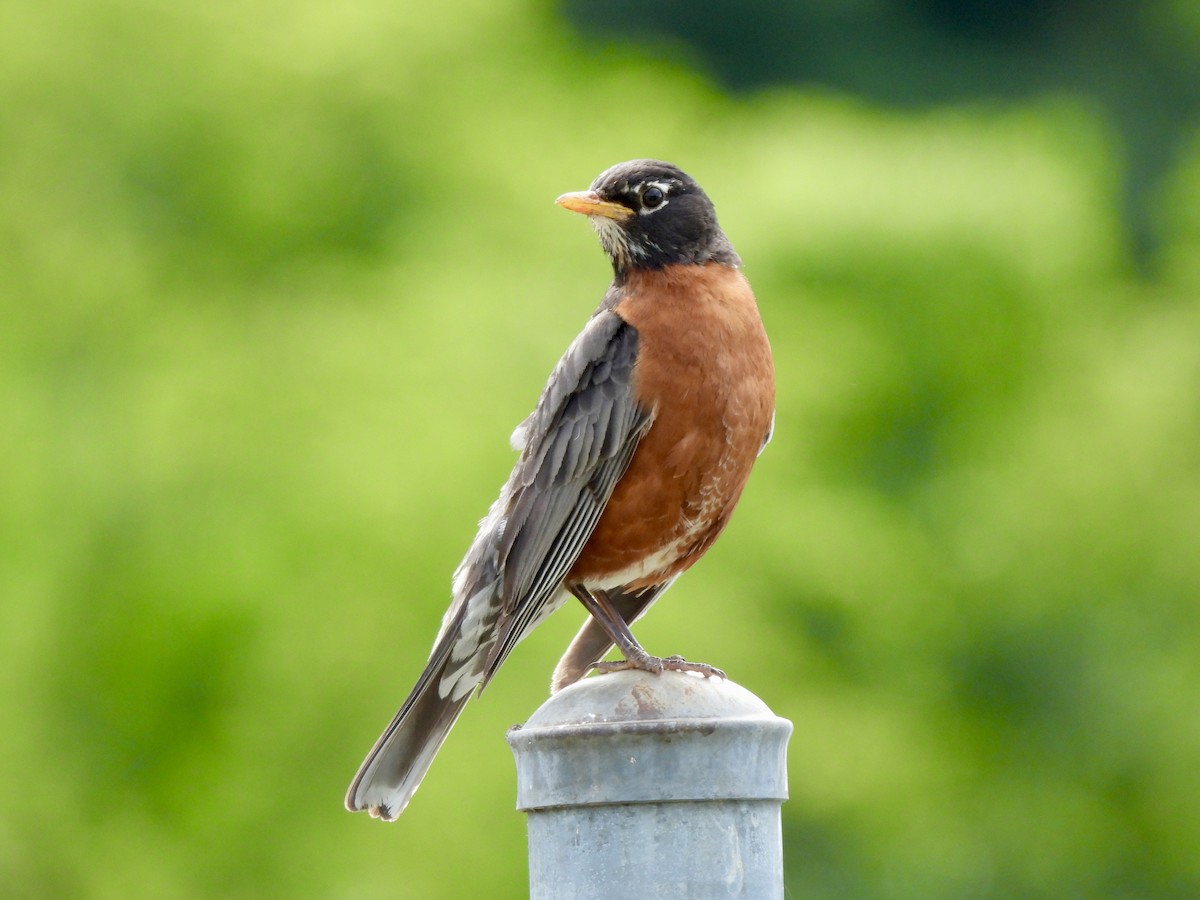 コマツグミ - ML636501600