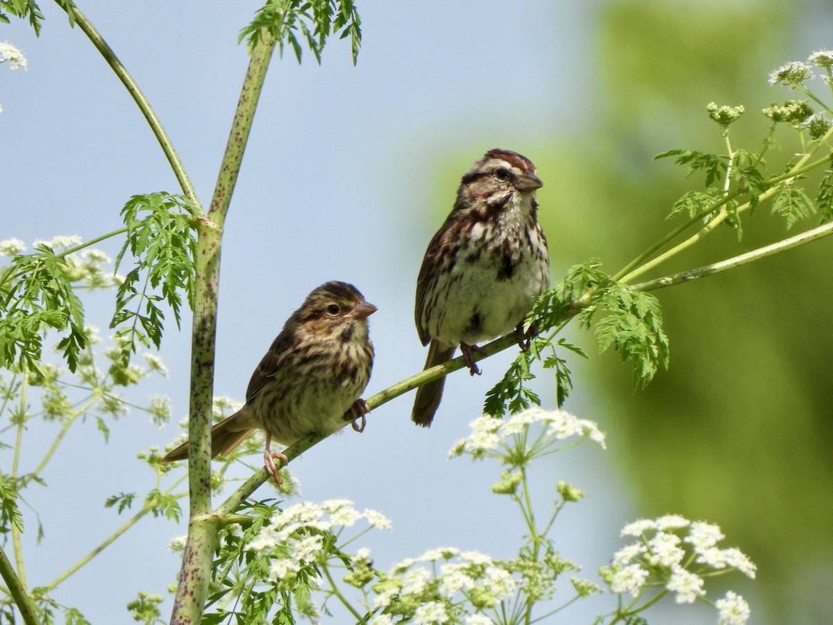 ウタスズメ - ML636501607