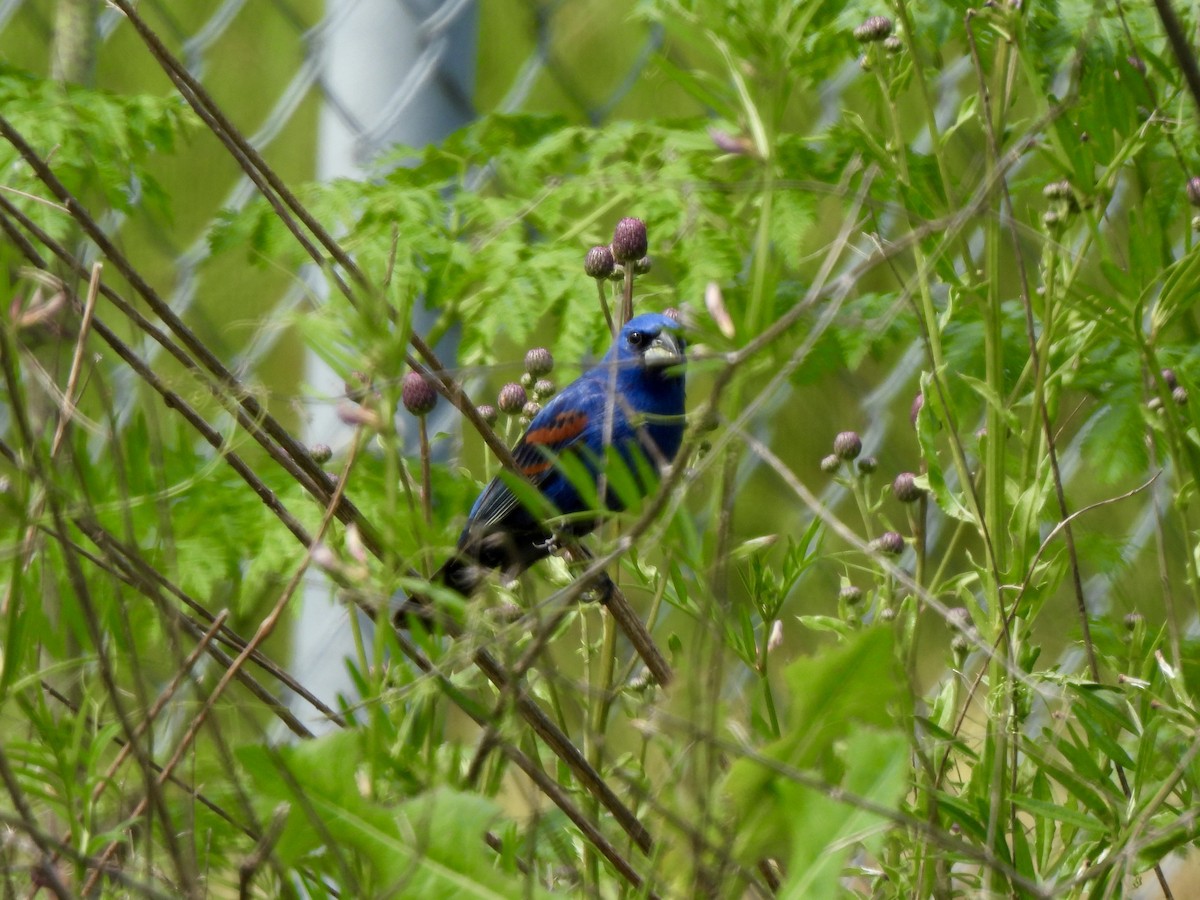 ルリイカル - ML636501617