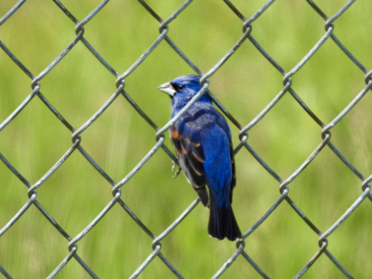 ルリイカル - ML636501618