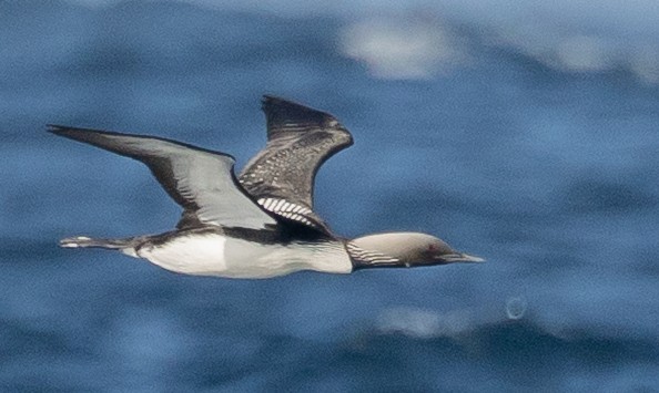 Pacific Loon - ML636501837